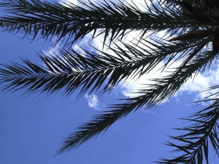 Palm tree picture